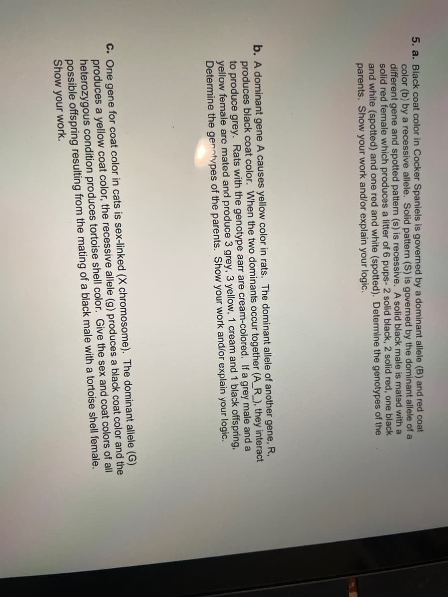 5. a. Black coat color in Cocker Spaniels is governed by a dominant allele (B) and red coat
color (b) by a recessive allele. Solid pattern (S) is governed by the dominant allele of a
different gene and spotted pattern (s) is recessive. A solid black male is mated with a
solid red female which produces a litter of 6 pups- 2 solid black, 2 solid red, one black
and white (spotted) and one red and white (spotted). Determine the genotypes of the
parents. Show your work and/or explain your logic.
b. A dominant gene A causes yellow color in rats. The dominant allele of another gene, R,
produces black coat color. When the two dominants occur together (A_R_), they interact
to produce grey. Rats with the genotype aarr are cream-colored. If a grey male and a
yellow female are mated and produce 3 grey, 3 yellow, 1 cream and 1 black offspring,
Determine the genotypes of the parents. Show your work and/or explain your logic.
C. One gene for coat color in cats is sex-linked (X chromosome). The dominant allele (G)
produces a yellow coat color, the recessive allele (g) produces a black coat color and the
heterozygous condition produces tortoise shell color. Give the sex and coat colors of all
possible offspring resulting from the mating of a black male with a tortoise shell female.
Show your work.
