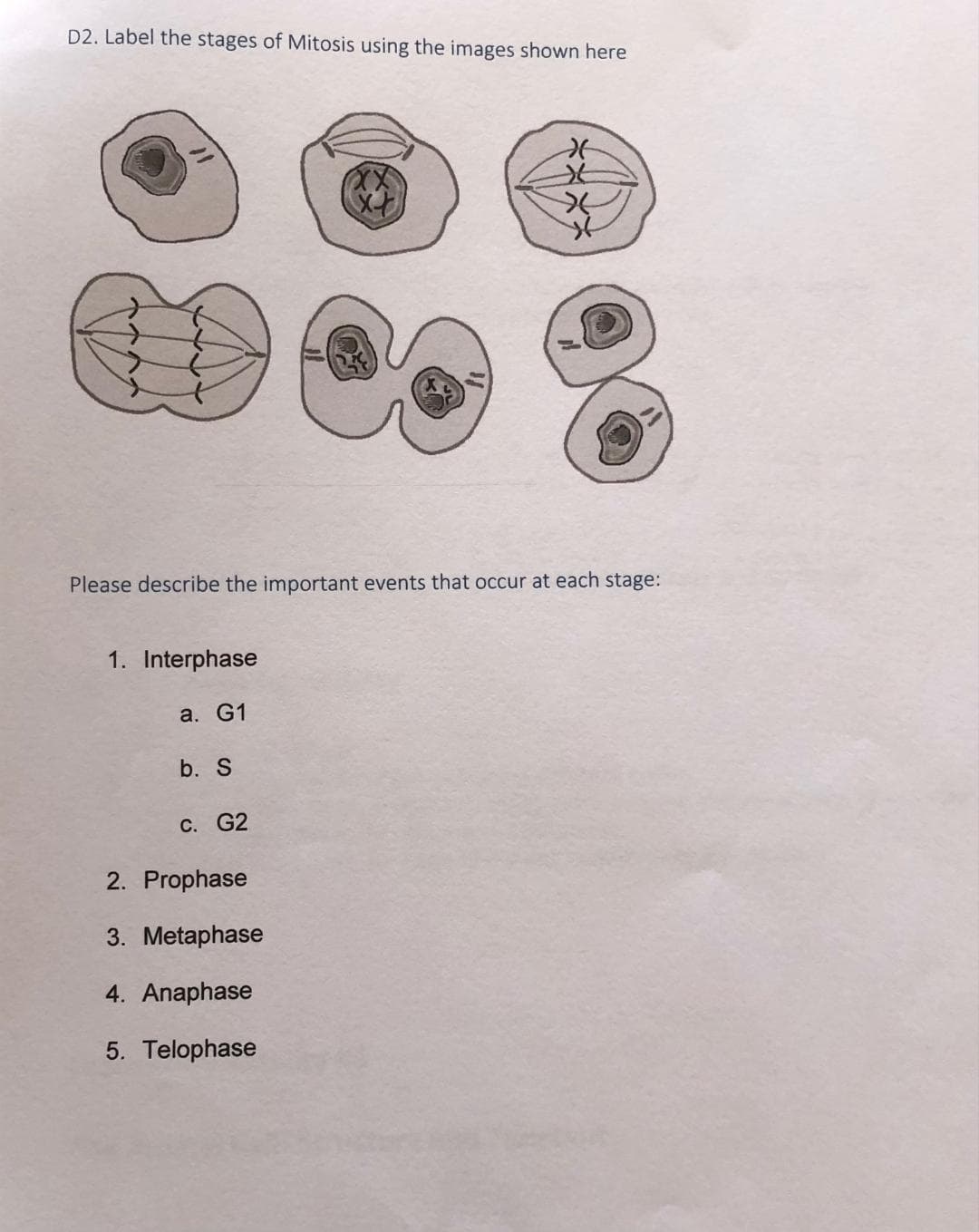 D2. Label the stages of Mitosis using the images shown here
Please describe the important events that occur at each stage:
1. Interphase
а. G1
b. S
С. G2
2. Prophase
3. Metaphase
4. Anaphase
5. Telophase
****
