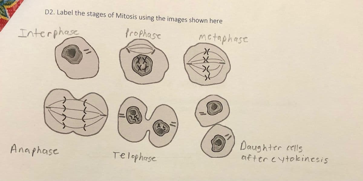 D2. Label the stages of Mitosis using the images shown here
Interphase
Prophase
metaphase
Daughter cells
after cytokinesis
Anaphase
Telophase
