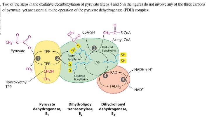 Two of the steps in the oxidative decarboxylation of pyruvate (steps 4 and 5 in the figure) do not involve any of the three carbons
of pyruvate, yet are essential to the operation of the pyruvate dehydrogenase (PDH) complex.
CH3
Pyruvate
Hydroxyethyl
TPP
1
TPP
TPP
CHOH
1
CH3
2
Pyruvate
dehydrogenase,
E₁
CH3
SH
Acetyl
lipoyllysine
515
CoA-SH CH3- C-S-COA
Acetyl-CoA
Oxidized
lipoyllysine.
Reduced
3
lipoyllysine
Dihydrolipoyl
transacetylase,
E₂
Lys
FAD
-SH
SH
FADH₂
Dihydrolipoyl
dehydrogenase,
E3
NADH + H+
NAD+