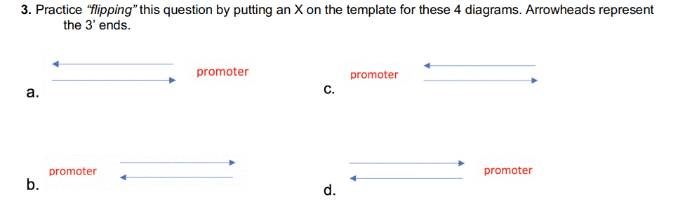 3. Practice "flipping" this question by putting an X on the template for these 4 diagrams. Arrowheads represent
the 3' ends.
a.
b.
promoter
promoter
C.
d.
promoter
promoter