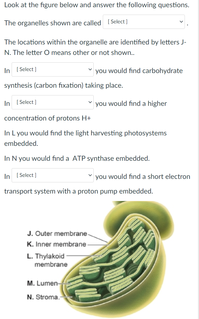 Look at the figure below and answer the following questions.
The organelles shown are called [Select]
The locations within the organelle are identified by letters J-
N. The letter O means other or not shown..
In [Select]
synthesis (carbon fixation) taking place.
In [Select]
concentration of protons H+
In L you would find the light harvesting photosystems
embedded.
In N you would find a ATP synthase embedded.
In [Select]
J. Outer membrane.
K. Inner membrane-
L. Thylakoid
you would find carbohydrate
V
membrane
transport system with a proton pump embedded.
M. Lumen-
N. Stroma.-
you would find a higher
you would find a short electron
