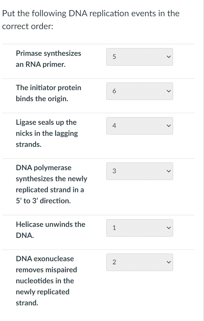 Put the following DNA replication events in the
correct order:
Primase synthesizes
an RNA primer.
The initiator protein
binds the origin.
Ligase seals up the
nicks in the lagging
strands.
DNA polymerase
synthesizes the newly
replicated strand in a
5' to 3' direction.
Helicase unwinds the
DNA.
DNA exonuclease
removes mispaired
nucleotides in the
newly replicated
strand.
5
4
3
1
2