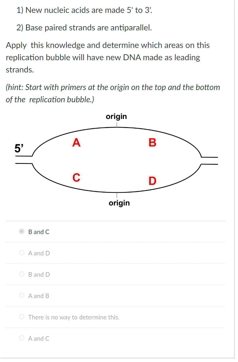 1) New nucleic acids are made 5' to 3'.
2) Base paired strands are antiparallel.
Apply this knowledge and determine which areas on this
replication bubble will have new DNA made as leading
strands.
(hint: Start with primers at the origin on the top and the bottom
of the replication bubble.)
5'
B and C
A and D
OB and D
A and B
A
ⒸA and C
C
origin
origin
There is no way to determine this.
B
D