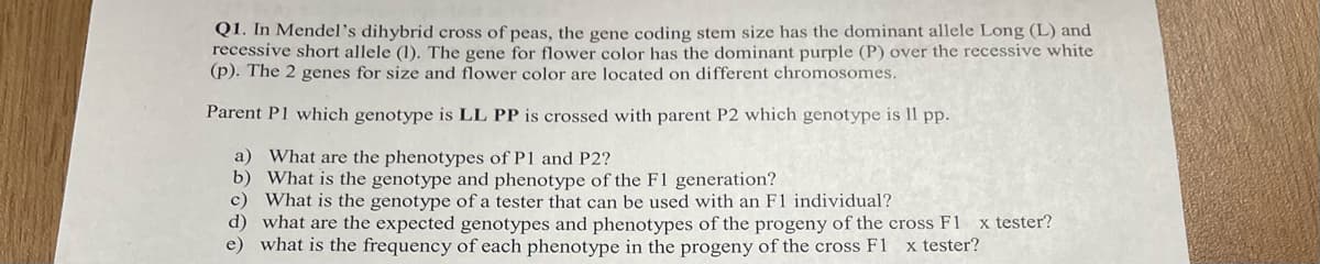 Q1. In Mendel's dihybrid cross of peas, the gene coding stem size has the dominant allele Long (L) and
recessive short allele (1). The gene for flower color has the dominant purple (P) over the recessive white
(p). The 2 genes for size and flower color are located on different chromosomes.
Parent P1 which genotype is LL PP is crossed with parent P2 which genotype is 11 pp.
a) What are the phenotypes of P1 and P2?
b) What is the genotype and phenotype of the F1 generation?
c) What is the genotype of a tester that can be used with an F1 individual?
d) what are the expected genotypes and phenotypes of the progeny of the cross F1 x tester?
e) what is the frequency of each phenotype in the progeny of the cross F1 x tester?