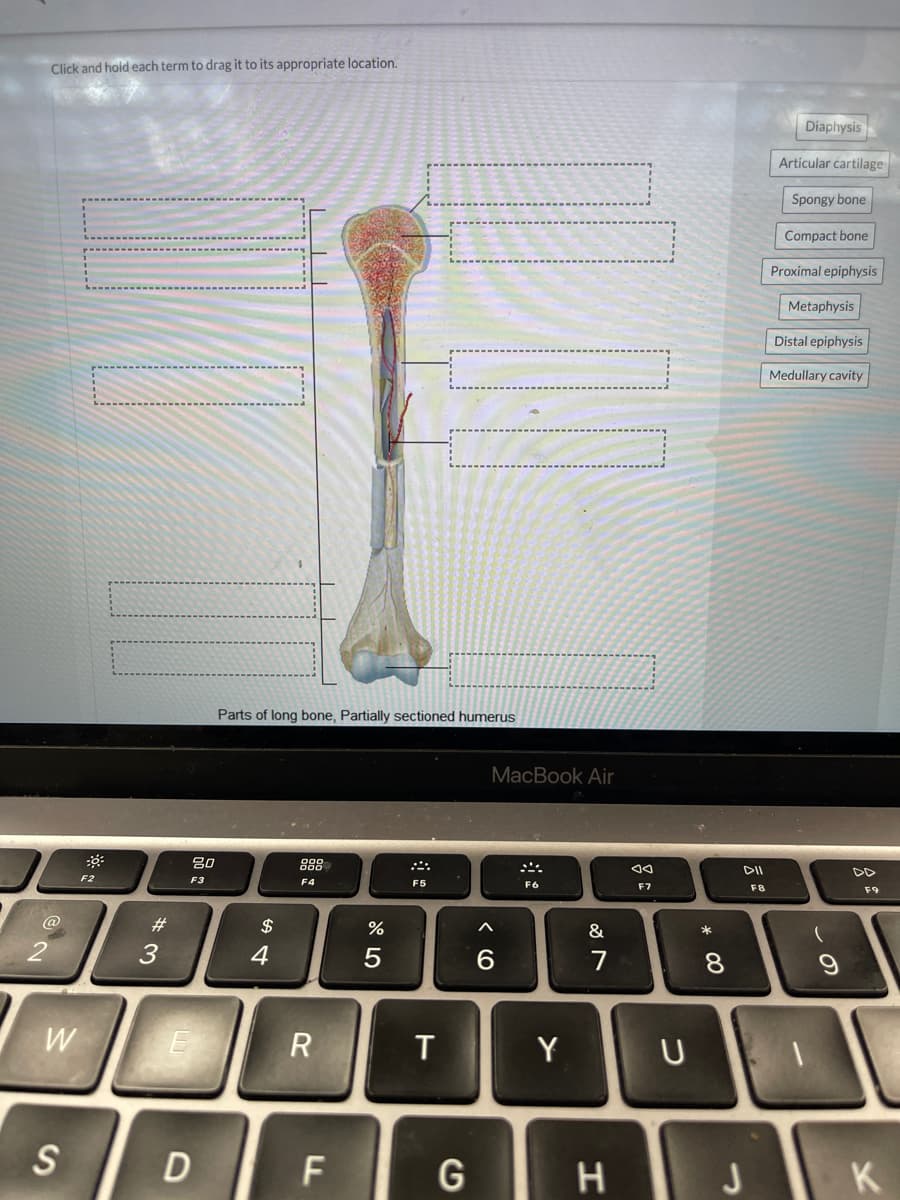 Click and hold each term to drag it to its appropriate location.
@
W
S
-
F2
#3
80
F3
D
Parts of long bone, Partially sectioned humerus
$
4
F4
R
F
%
5
F5
T
G
MacBook Air
A
6
:::
F6
Y
&
7
H
JA
F7
U
* 00
8
DII
J
F8
Diaphysis
Articular cartilage
Spongy bone
Compact bone
Proximal epiphysis
Metaphysis
Distal epiphysis
Medullary cavity
(
F9
K