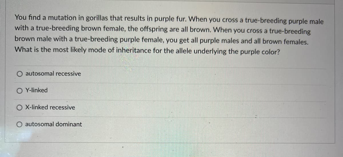 You find a mutation in gorillas that results in purple fur. When you cross a true-breeding purple male
with a true-breeding brown female, the offspring are all brown. When you cross a true-breeding
brown male with a true-breeding purple female, you get all purple males and all brown females.
What is the most likely mode of inheritance for the allele underlying the purple color?
autosomal recessive
O Y-linked
O X-linked recessive
O autosomal dominant