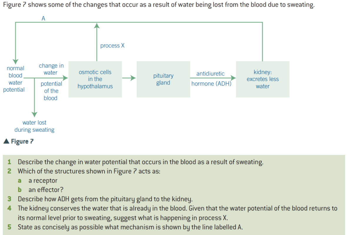 Figure 7 shows some of the changes that occur as a result of water being lost from the blood due to sweating.
A
process X
change in
normal
blood,
osmotic cells
in the
hypothalamus
kidney:
excretes less
water
antidiuretic
pituitary
gland
water
hormone (ADH)
potential
of the
water
potential
blood
water lost
during sweating
Figure 7
1 Describe the change in water potential that occurs in the blood as a result of sweating.
2 Which of the structures shown in Figure 7 acts as:
a receptor
an effector?
3 Describe how ADH gets from the pituitary gland to the kidney.
4 The kidney conserves the water that is already in the blood. Given that the water potential of the blood returns to
its normal level prior to sweating, suggest what is happening in process X.
5 State as concisely as possible what mechanism is shown by the line labelled A.
