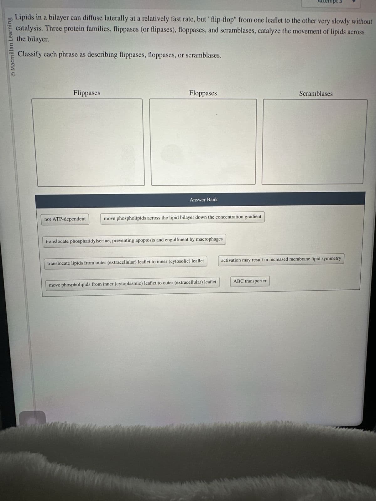 O Macmillan Learning
Lipids in a bilayer can diffuse laterally at a relatively fast rate, but "flip-flop" from one leaflet to the other very slowly without
catalysis. Three protein families, flippases (or flipases), floppases, and scramblases, catalyze the movement of lipids across
the bilayer.
Classify each phrase as describing flippases, floppases, or scramblases.
Flippases
not ATP-dependent
Floppases
Answer Bank
translocate phosphatidylserine, preventing apoptosis and engulfment by macrophages
WWW
n
move phospholipids across the lipid bilayer down the concentration gradient
translocate lipids from outer (extracellular) leaflet to inner (cytosolic) leaflet
move phospholipids from inner (cytoplasmic) leaflet to outer (extracellular) leaflet
Attempt
ABC transporter
Scramblases
activation may result in increased membrane lipid symmetry