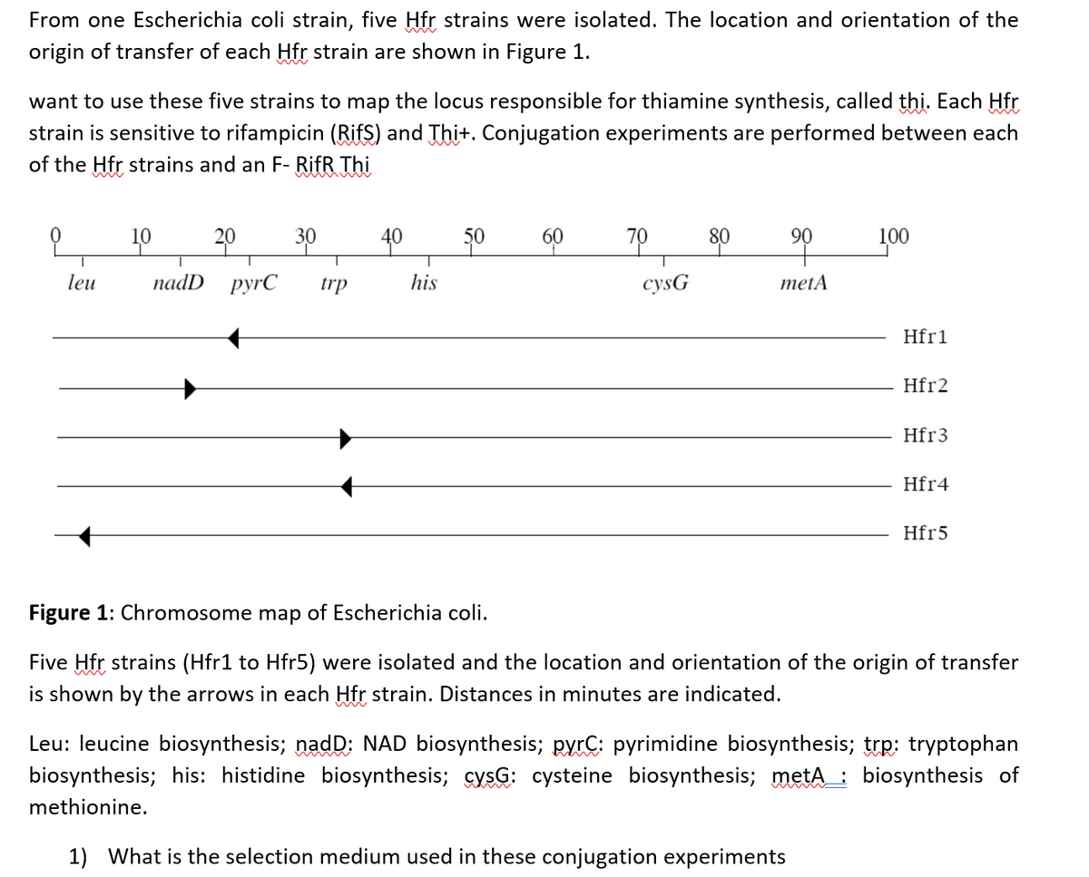 From one Escherichia coli strain, five Hfr strains were isolated. The location and orientation of the
origin of transfer of each Hfr strain are shown in Figure 1.
want to use these five strains to map the locus responsible for thiamine synthesis, called thi. Each Hfr
strain is sensitive to rifampicin (RifS) and Thi+. Conjugation experiments are performed between each
of the Hfr strains and an F- RifR Thi
9
leu
10
20 30
nadD pyrC trp
40
his
50
60
70
cysG
80
90
metA
100
Hfr1
Hfr2
Hfr3
Hfr4
Hfr5
Figure 1: Chromosome map of Escherichia coli.
Five Hfr strains (Hfr1 to Hfr5) were isolated and the location and orientation of the origin of transfer
is shown by the arrows in each Hfr strain. Distances in minutes are indicated.
Leu: leucine biosynthesis; nadD: NAD biosynthesis; pyrC: pyrimidine biosynthesis; trp: tryptophan
biosynthesis; his: histidine biosynthesis; cysG: cysteine biosynthesis; metA: biosynthesis of
methionine.
1) What is the selection medium used in these conjugation experiments