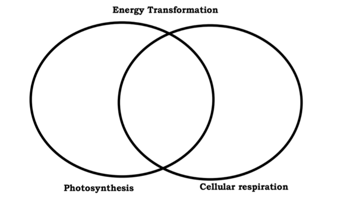 Energy Transformation
Photosynthesis
Cellular respiration
