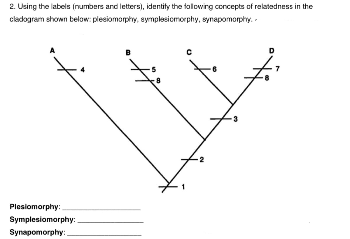 2. Using the labels (numbers and letters), identify the following concepts of relatedness in the
cladogram shown below: plesiomorphy, symplesiomorphy, synapomorphy. -
B
D
Plesiomorphy:
Symplesiomorphy:
Synapomorphy:
