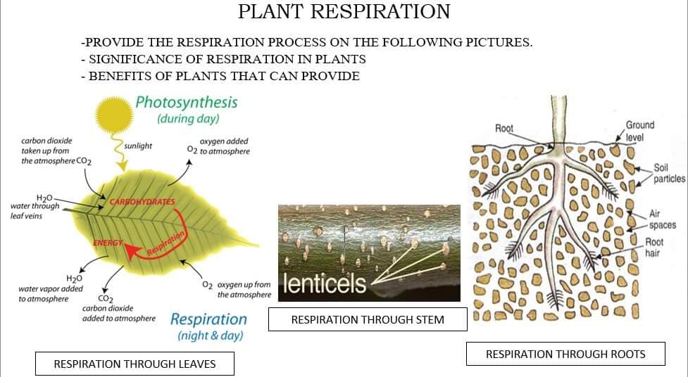 PLANT RESPIRATION
-PROVIDE THE RESPIRATION PROCESS ON THE FOLLOWING PICTURES.
- SIGNIFICANCE OF RESPIRATION IN PLANTS
- BENEFITS OF PLANTS THAT CAN PROVIDE
Photosynthesis
(during day)
Ground
level
Root
carbon dioxide
taken up from
the atmosphere CO2
axygen added
02 to atmosphere
sunlight
Soil
particles
H20
water through
leaf veins
CARBOHYDRATÉS
Air
spaces
O Root
hair
ENERGY
espirdt
H20
water vapor added
to atmosphere
O2 oxygen up from
the atmosphere
lenticels
CO2
carbon dioxide
added to atmosphere Respiration
(night & day)
RESPIRATION THROUGH STEM
RESPIRATION THROUGH ROOTS
RESPIRATION THROUGH LEAVES
