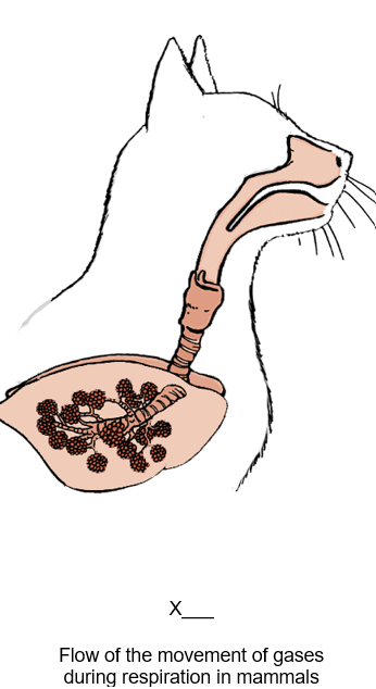 X
Flow of the movement of gases
during respiration in mammals