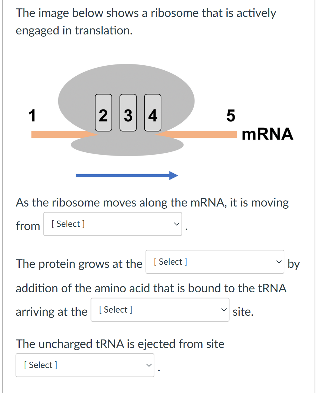 The image below shows a ribosome that is actively
engaged in translation.
1
2 3 4
5
As the ribosome moves along the mRNA, it is moving
from [Select]
The uncharged tRNA is ejected from site
[Select]
mRNA
The protein grows at the [Select ]
addition of the amino acid that is bound to the tRNA
arriving at the [Select]
site.
by
