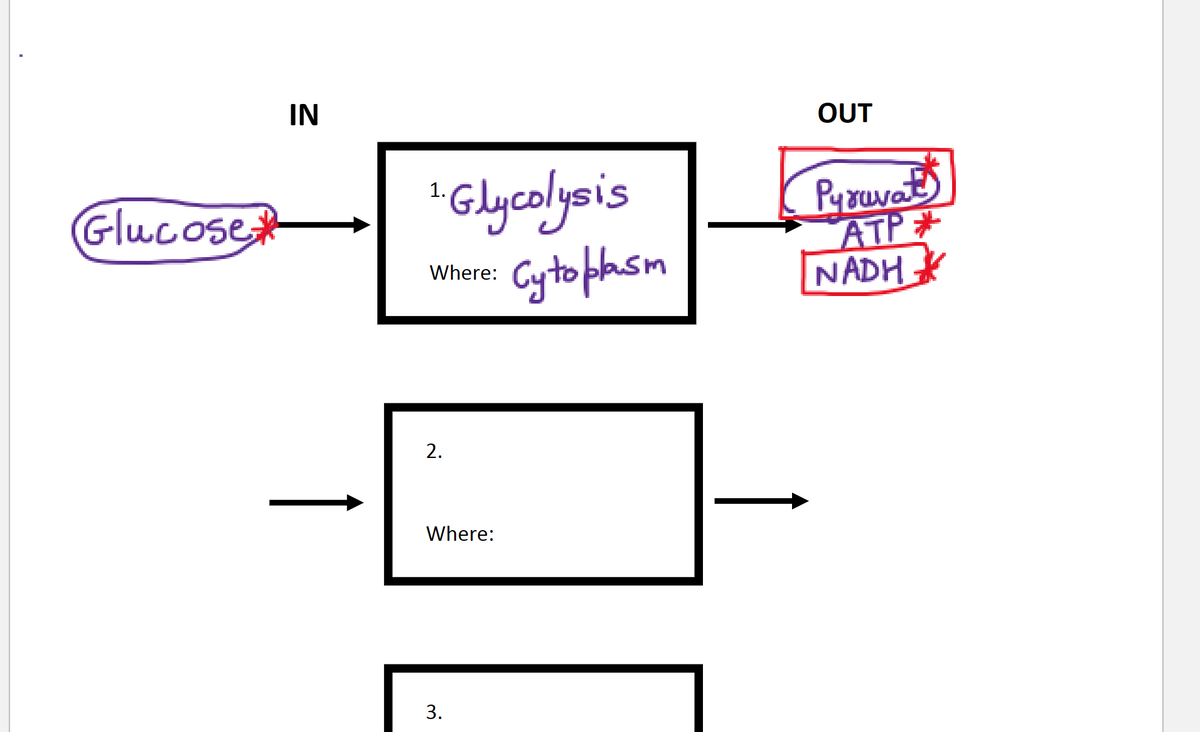 Glucose*
IN
1. Glycolysis
Cytoplasm
Where:
2.
Where:
3.
OUT
Pyruvat
ATP
NADH
