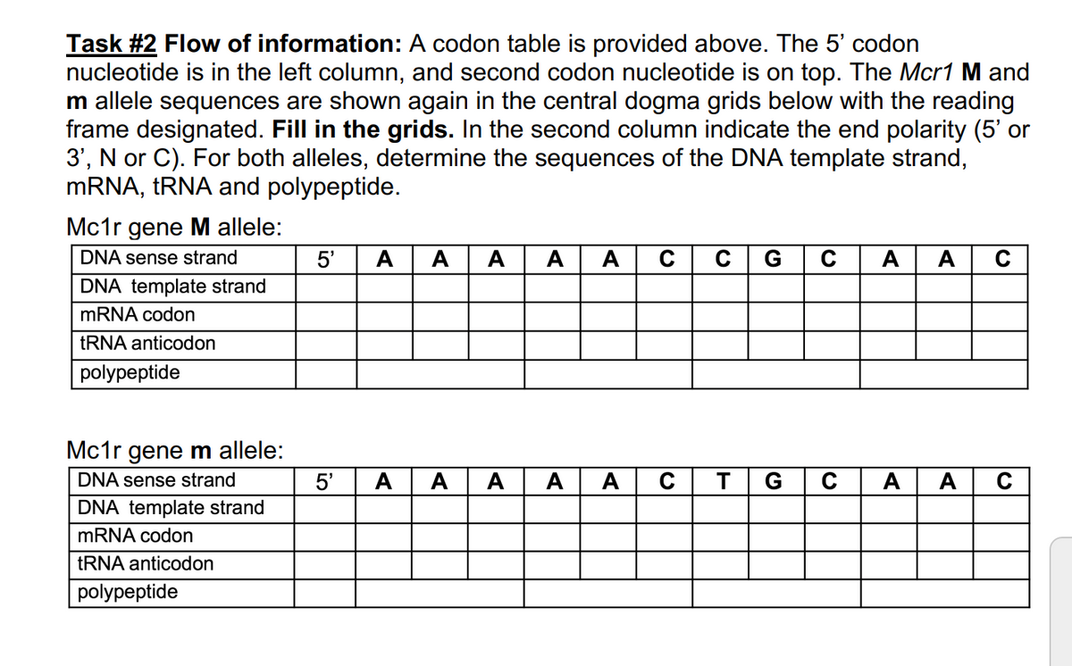 Task #2 Flow of information: A codon table is provided above. The 5' codon
nucleotide is in the left column, and second codon nucleotide is on top. The Mcr1 M and
m allele sequences are shown again in the central dogma grids below with the reading
frame designated. Fill in the grids. In the second column indicate the end polarity (5' or
3', N or C). For both alleles, determine the sequences of the DNA template strand,
mRNA, tRNA and polypeptide.
Mc1r gene M allele:
DNA sense strand
DNA template strand
mRNA codon
tRNA anticodon
polypeptide
Mc1r gene m allele:
DNA sense strand
DNA template strand
mRNA codon
tRNA anticodon
polypeptide
5' A A A A
5' A
A
A
A
A
A
Q
C
C G
C A
T G C
A C
A A C