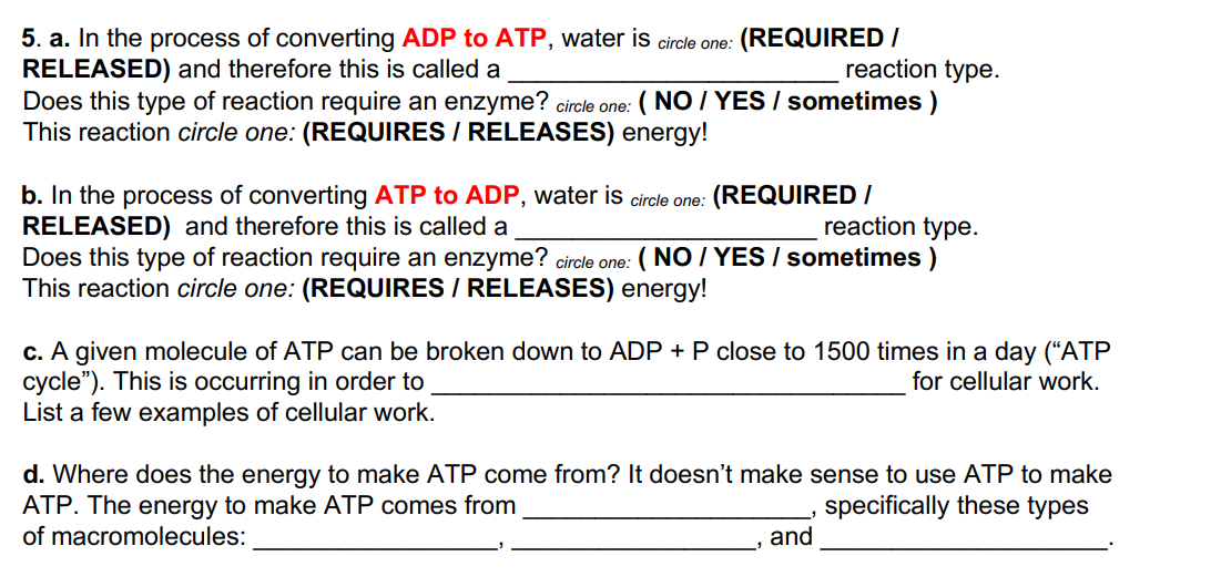 5. a. In the process of converting ADP to ATP, water is circle one: (REQUIRED /
RELEASED) and therefore this is called a
reaction type.
Does this type of reaction require an enzyme? circle one: (NO/YES / sometimes )
This reaction circle one: (REQUIRES / RELEASES) energy!
b. In the process of converting ATP to ADP, water is circle one: (REQUIRED /
RELEASED) and therefore this is called a
reaction type.
Does this type of reaction require an enzyme? circle one: (NO/YES / sometimes)
This reaction circle one: (REQUIRES / RELEASES) energy!
c. A given molecule of ATP can be broken down to ADP + P close to 1500 times in a day ("ATP
cycle"). This is occurring in order to
for cellular work.
List a few examples of cellular work.
d. Where does the energy to make ATP come from? It doesn't make sense to use ATP to make
ATP. The energy to make ATP comes from
specifically these types
of macromolecules:
and
