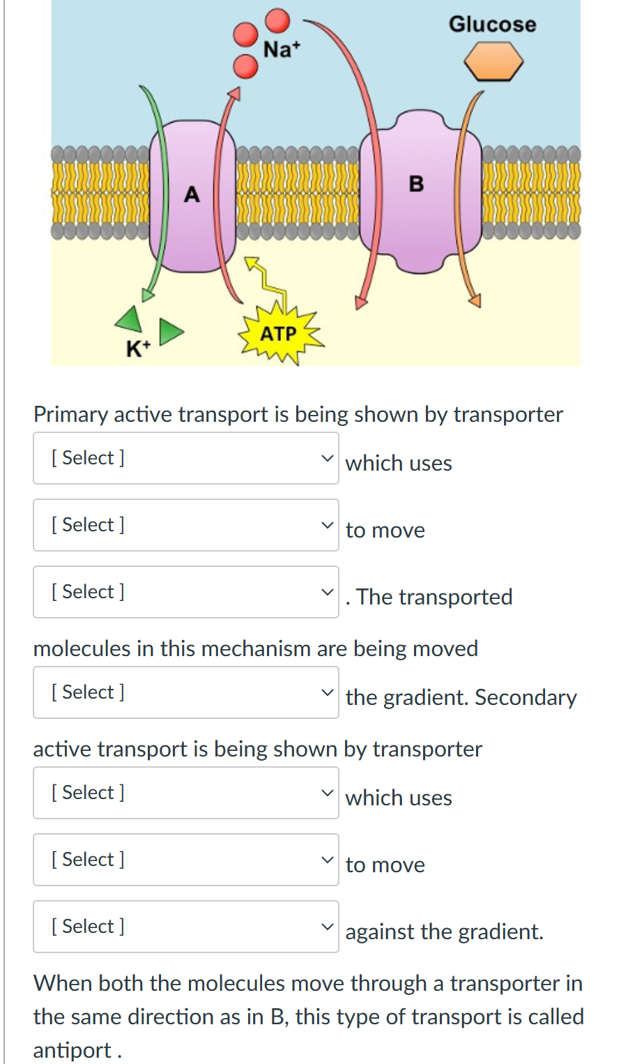 K+
[Select]
[Select]
A
Na+
Primary active transport is being shown by transporter
[Select]
which uses
[Select]
ATP
[Select]
B
The transported
molecules in this mechanism are being moved
[Select]
to move
Glucose
active transport is being shown by transporter
[Select]
which uses
the gradient. Secondary
to move
against the gradient.
When both the molecules move through a transporter in
the same direction as in B, this type of transport is called
antiport.