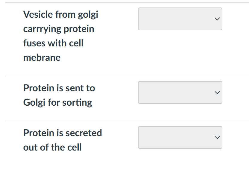 Vesicle from golgi
carrrying protein
fuses with cell
mebrane
Protein is sent to
Golgi for sorting
Protein is secreted
out of the cell
>