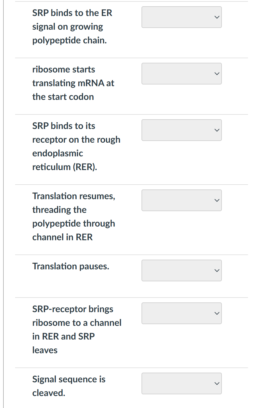 SRP binds to the ER
signal on growing
polypeptide chain.
ribosome starts
translating mRNA at
the start codon
SRP binds to its
receptor on the rough
endoplasmic
reticulum (RER).
Translation resumes,
threading the
polypeptide through
channel in RER
Translation pauses.
SRP-receptor brings
ribosome to a channel
in RER and SRP
leaves
Signal sequence is
cleaved.
I