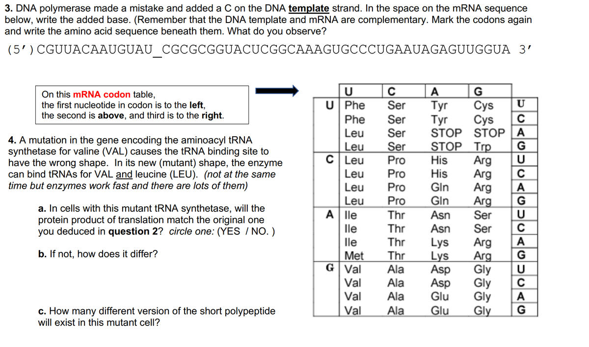 3. DNA polymerase made a mistake and added a C on the DNA template strand. In the space on the mRNA sequence
below, write the added base. (Remember that the DNA template and mRNA are complementary. Mark the codons again
and write the amino acid sequence beneath them. What do you observe?
(5') CGUUACAAUGUAU CGCGCGGUACUCGGCAAAGUGCCCUGAAUAGAGUUGGUA 3'
On this mRNA codon table,
the first nucleotide in codon is to the left,
the second is above, and third is to the right.
4. A mutation in the gene encoding the aminoacyl tRNA
synthetase for valine (VAL) causes the tRNA binding site to
have the wrong shape. In its new (mutant) shape, the enzyme
can bind tRNAs for VAL and leucine (LEU). (not at the same
time but enzymes work fast and there are lots of them)
a. In cells with this mutant tRNA synthetase, will the
protein product of translation match the original one
you deduced in question 2? circle one: (YES / NO. )
b. If not, how does it differ?
c. How many different version of the short polypeptide
will exist in this mutant cell?
U
U Phe
C
Ser
Alle
lle
lle
Met
G Val
Val
Val
Val
A
Tyr
Tyr Cys
G
Cys
Phe Ser
Leu
Ser
Leu
Ser
STOP Trp
C Leu
Pro
His
Leu
Pro
His
Leu
Pro
Gin
Leu
Pro Gin
Thr Asn
Thr
Asn
Thr Lys
Thr
Lys
Ala
Asp
Ala
Asp
Ala
Glu
Ala
Glu
Arg
STOP STOP A
Arg
Arg
Arg
Ser
Ser
Arg
Arg
Gly
Gly
Gly
DUAGUUAGDUAGUUAG
Gly
C
C
Α
C
А
C
Α