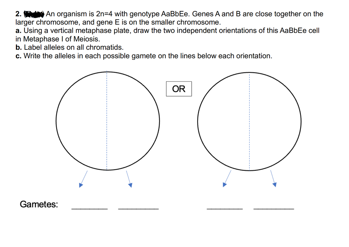 2. An organism is 2n=4 with genotype AaBbEe. Genes A and B are close together on the
larger chromosome, and gene E is on the smaller chromosome.
a. Using a vertical metaphase plate, draw the two independent orientations of this AaBbEe cell
in Metaphase I of Meiosis.
b. Label alleles on all chromatids.
c. Write the alleles in each possible gamete on the lines below each orientation.
OR
O'Q
(
Gametes: