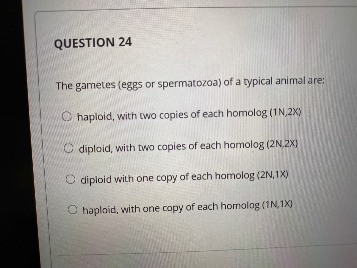 QUESTION 24
The gametes (eggs or spermatozoa) of a typical animal are:
O haploid, with two copies of each homolog (1N,2X)
O diploid, with two copies of each homolog (2N,2X)
O diploid with one copy of each homolog (2N,1X)
O haploid, with one copy of each homolog (1N,1X)
