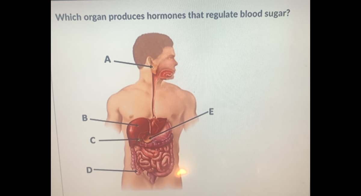 Which organ produces hormones that regulate blood sugar?
A.
