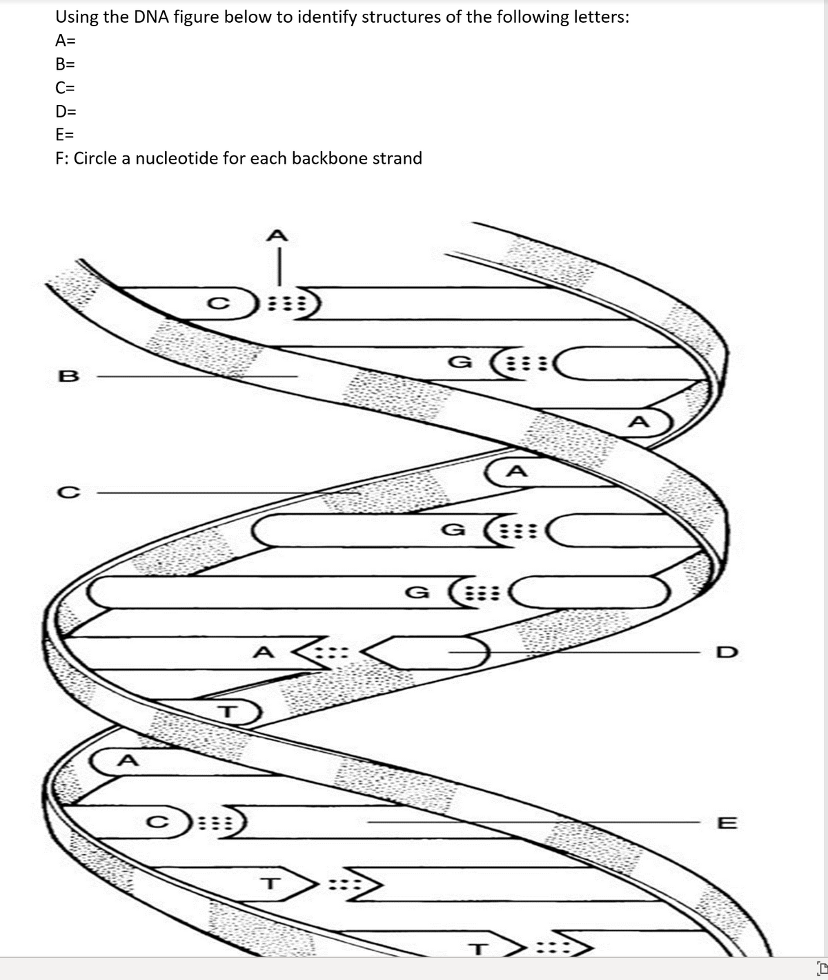 Using the DNA figure below to identify structures of the following letters:
A=
B=
C=
D=
E=
F: Circle a nucleotide for each backbone strand
A
B
A
G
G
A
E
T

