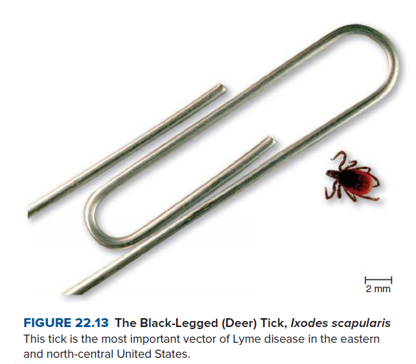 H
2 mm
FIGURE 22.13 The Black-Legged (Deer) Tick, Ixodes scapularis
This tick is the most important vector of Lyme disease in the eastern
and north-central United States.
