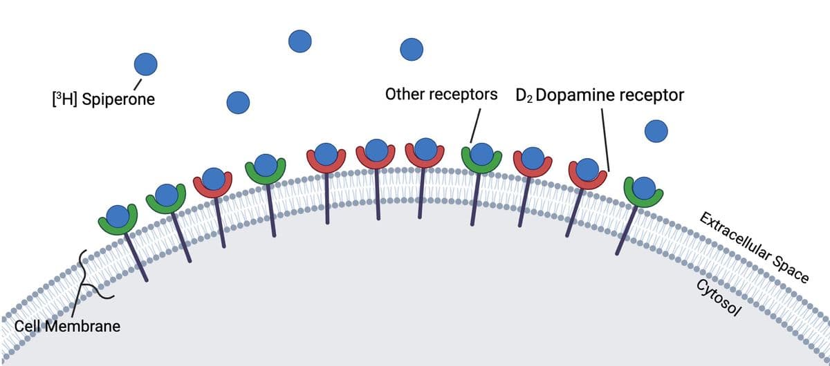 [³H] Spiperone
Cell Membrane
Commo
●●●
Other receptors D₂ Dopamine receptor
Extracellular Space
●●●❤❤❤❤❤❤❤●●●
Cytosol