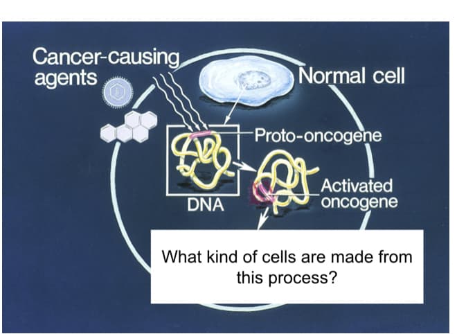 Cancer-causing
agents
Normal cell
Proto-oncogene
Activated
oncogene
DNA
What kind of cells are made from
this process?
