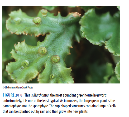 © blickwinkel/Alamy Stock Photo
FIGURE 20-8 This is Marchantia, the most abundant greenhouse liverwort;
unfortunately, it is one of the least typical. As in mosses, the large green plant is the
gametophyte, not the sporophyte. The cup-shaped structures contain clumps of cells
that can be splashed out by rain and then grow into new plants.
