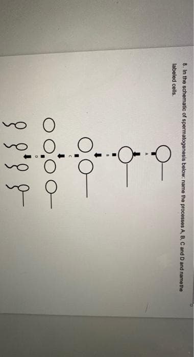 8. In the schematic of spermatogenesis below: name the processes A, B, C and D and name the
labeled cells.
o000-
-8 8,88
