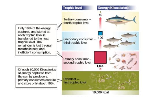 Trophic lovel
Energy (Kilocalories)
10
Tertiary consumer =
fourth trophic level
Only 10% of the energy
captured and stored at
each trophic level is
transferred to the next
trophic level. The
remainder is lost through
metabolic heat and
Secondary consumer = 100
third trophic level
inefficient consumption.
Primary consumer =
second trophic level
1,000
Of each 10,000 Kilocalories
of energy captured from
the sun by producers,
primary consumers capture
and store only about 10%.
Producer
first trophic level
10,000 Kcal
