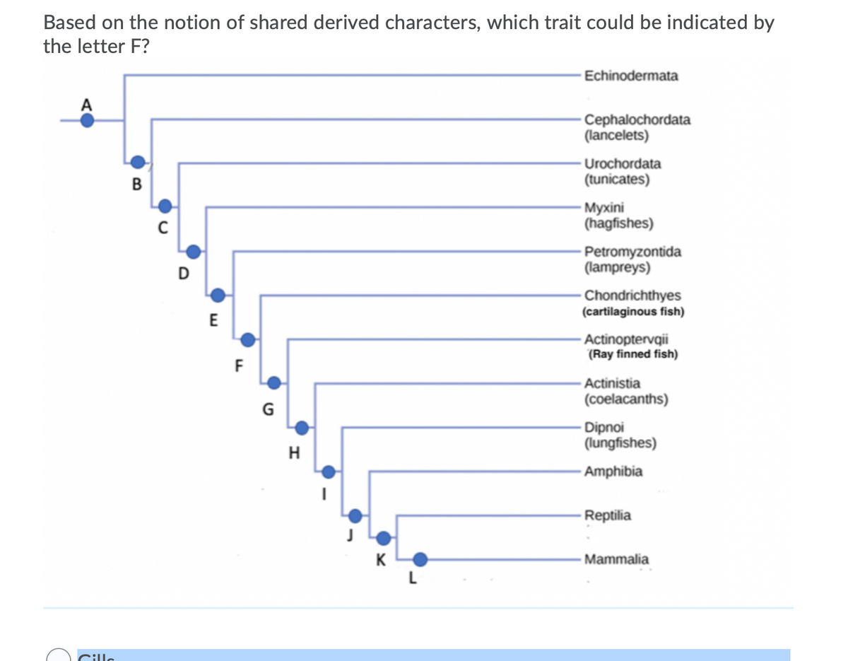 Based on the notion of shared derived characters, which trait could be indicated by
the letter F?
- Echinodermata
A
-Cephalochordata
(lancelets)
- Urochordata
(tunicates)
B
- Myxini
(hagfishes)
- Petromyzontida
(lampreys)
D
- Chondrichthyes
(cartilaginous fish)
E
- Actinoptervqii
(Ray finned fish)
F
- Actinistia
(coelacanths)
G
- Dipnoi
(lungfishes)
H
- Amphibia
- Reptilia
- Mammalia
L
Cille
