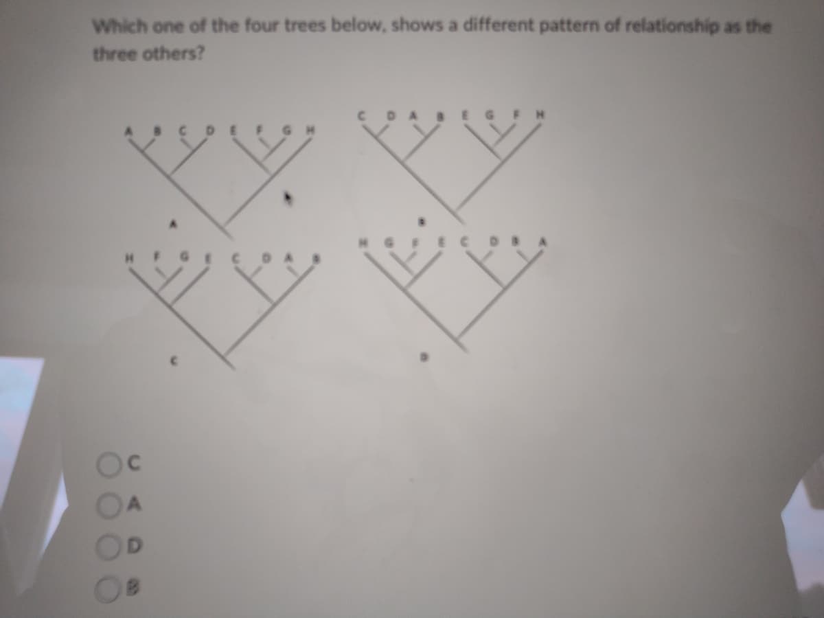 Which one of the four trees below, shows a different pattern of relationship as the
three others?
EC
