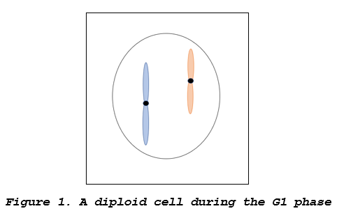 Figure 1. A diploid cell during the G1 phase
