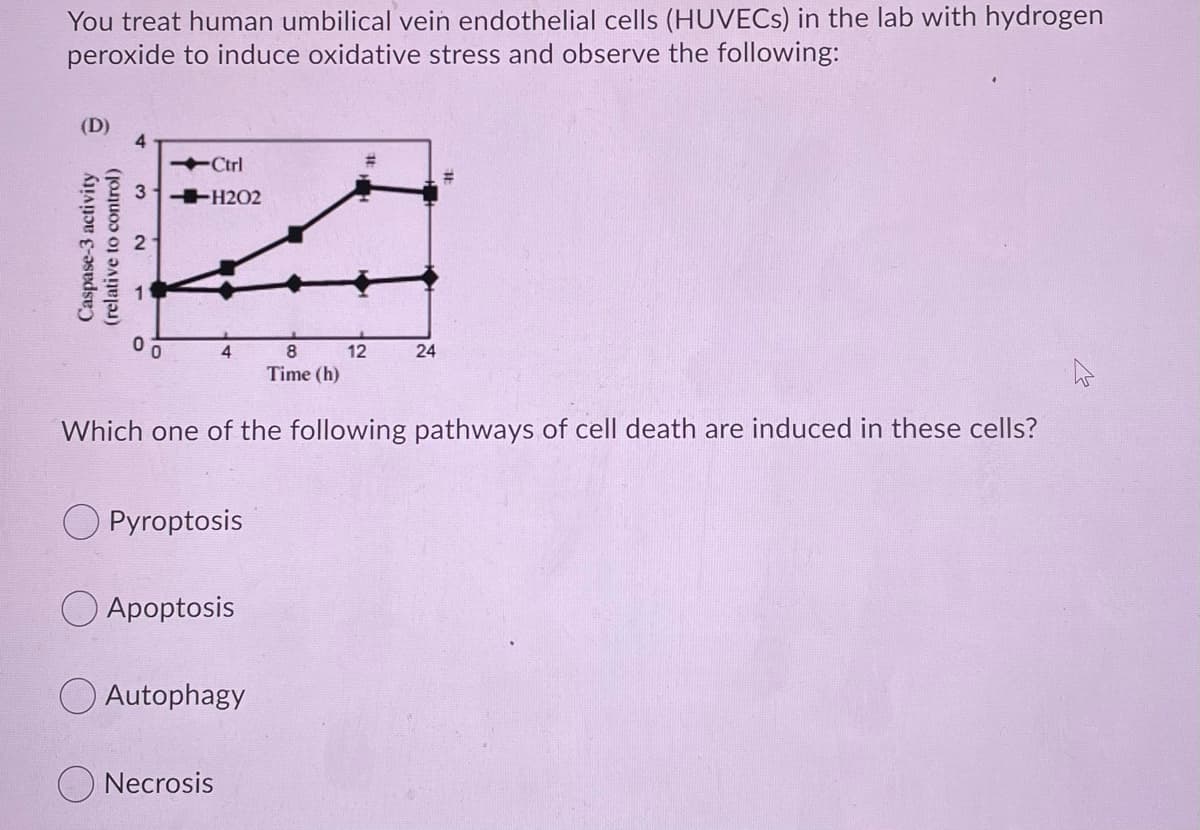 You treat human umbilical vein endothelial cells (HUVECS) in the lab with hydrogen
peroxide to induce oxidative stress and observe the following:
(D)
Ctrl
H202
4
8.
12
24
Time (h)
Which one of the following pathways of cell death are induced in these cells?
O Pyroptosis
O Apoptosis
O Autophagy
O Necrosis
Caspase-3 activity
(relative to control)
