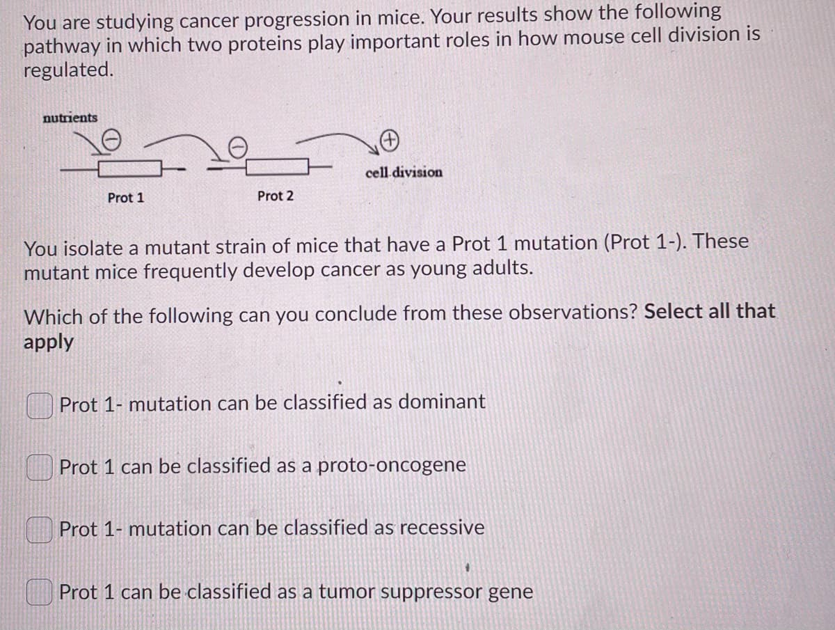You are studying cancer progression in mice. Your results show the following
pathway in which two proteins play important roles in how mouse cell division is
regulated.
nutrients
cell division
Prot 1
Prot 2
You isolate a mutant strain of mice that have a Prot 1 mutation (Prot 1-). These
mutant mice frequently develop cancer as young adults.
Which of the following can you conclude from these observations? Select all that
apply
Prot 1- mutation can be classified as dominant
Prot 1 can be classified as a proto-oncogene
Prot 1- mutation can be classified as recessive
Prot 1 can be classified as a tumor suppressor gene
