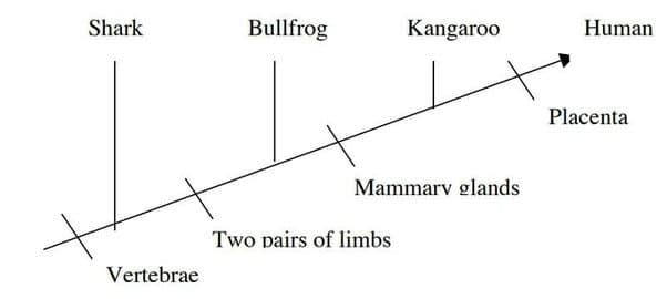 Shark
Vertebrae
Bullfrog
Kangaroo
Mammary glands
Two pairs of limbs
Human
Placenta