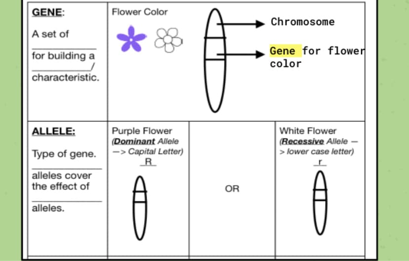 GENE:
Flower Color
Chromosome
A set of
Gene for flower
for building a
color
characteristic.
Purple Flower
(Dominant Allele
-> Capital Letter)
R.
ALLELE:
White Flower
(Recessive Allele –
> lower case letter)
Type of gene.
alleles cover
the effect of
OR
alleles.
