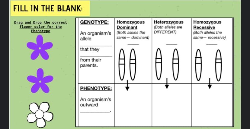 FILL IN THE BLANK:
GENOTYPE:
Drag and Drop the correct
flower color for the
Phenotype
Homozygous
Dominant
|An organism's (Both alleles the
Heterozygous
(Both alleles are
DIFFERENT)
Homozygous
Recessive
|(Both alleles the
same- recessive)
allele
same- dominant)
that they
from their
parents.
PHENOTYPE:
An organism's
outward
**
