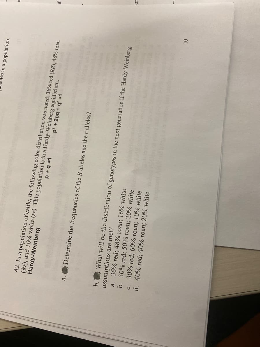b.
a.
in a population.
Hardy-Weinberg
p+q=1
(Rr), and 16% white (rr). This population is in a Hardy-Weinberg equilibrium.
42. In a population of cattle, the following color distribution was noted: 36% red (RR), 48% roan
baith p²+2pq+q² =1
Determine the frequencies of the R alleles and the r alleles?
assumptions are met?
What will be the distribution of genotypes in the next generation if the Hardy-Weinberg
a. 36% red; 48% roan; 16% white
b. 30% red; 50% roan; 20% white
c. 30% red; 60% roan; 10% white
d. 40% red; 40% roan; 20% white
10
u
ti-
sor