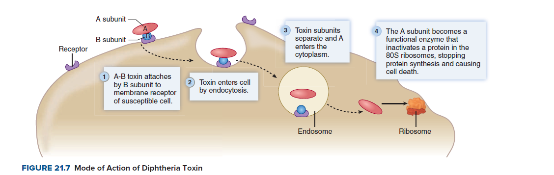 A subunit
3 Toxin subunits
4 The A subunit becomes a
functional enzyme that
inactivates a protein in the
80S ribosomes, stopping
protein synthesis and causing
cell death,
separate and A
enters the
B subunit
Receptor
cytoplasm.
1 A-B toxin attaches
by B subunit to
membrane receptor
of susceptible cell.
2 Toxin enters cell
by endocytosis.
Endosome
Ribosome
FIGURE 21.7 Mode of Action of Diphtheria Toxin
