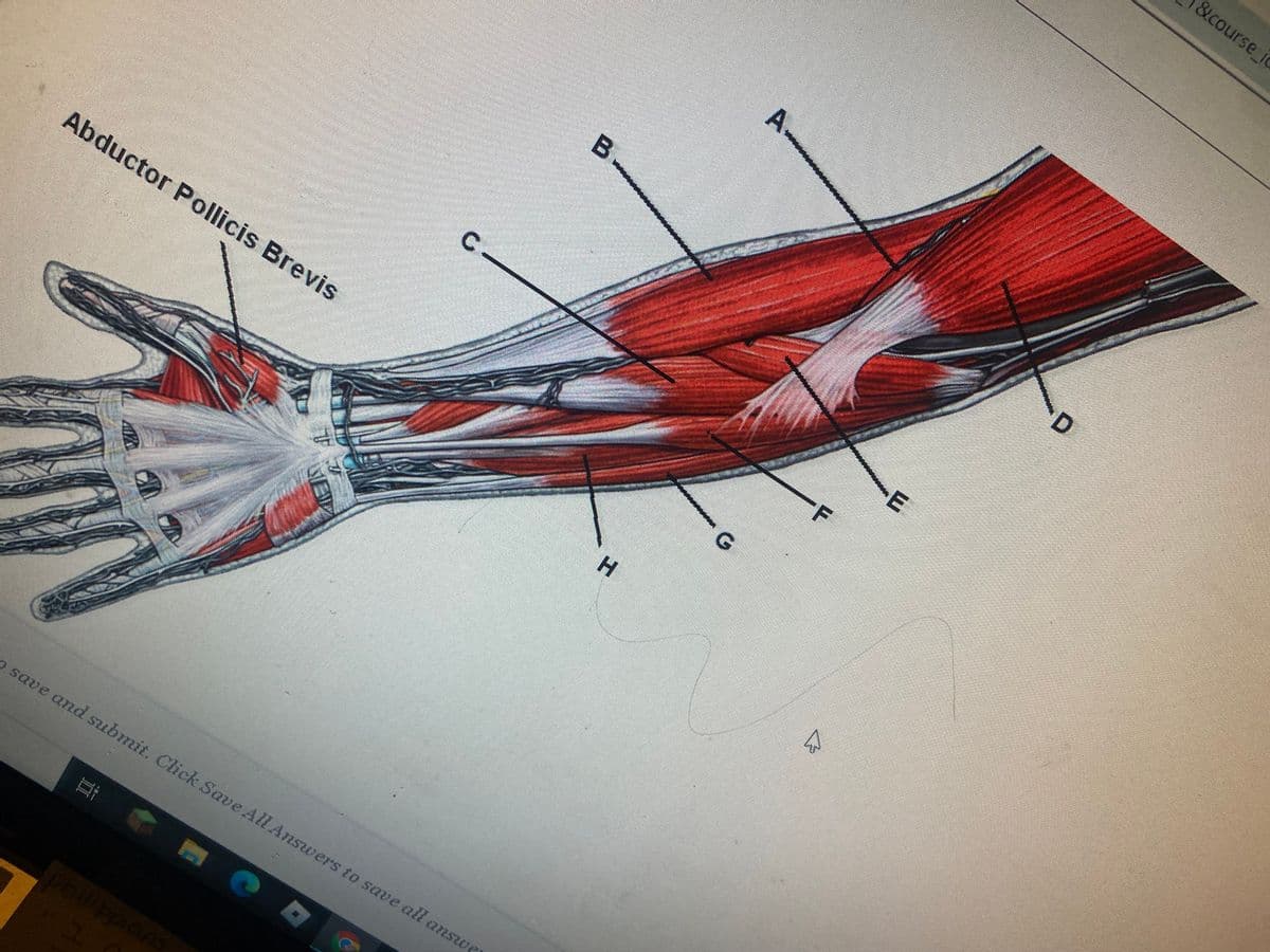 Abductor Pollicis Brevis
o save and submit. Click Save All Answers to save all answe
II
C
Philippians
7
В.
H
G
A.
W
F
-E
D
&course_ic