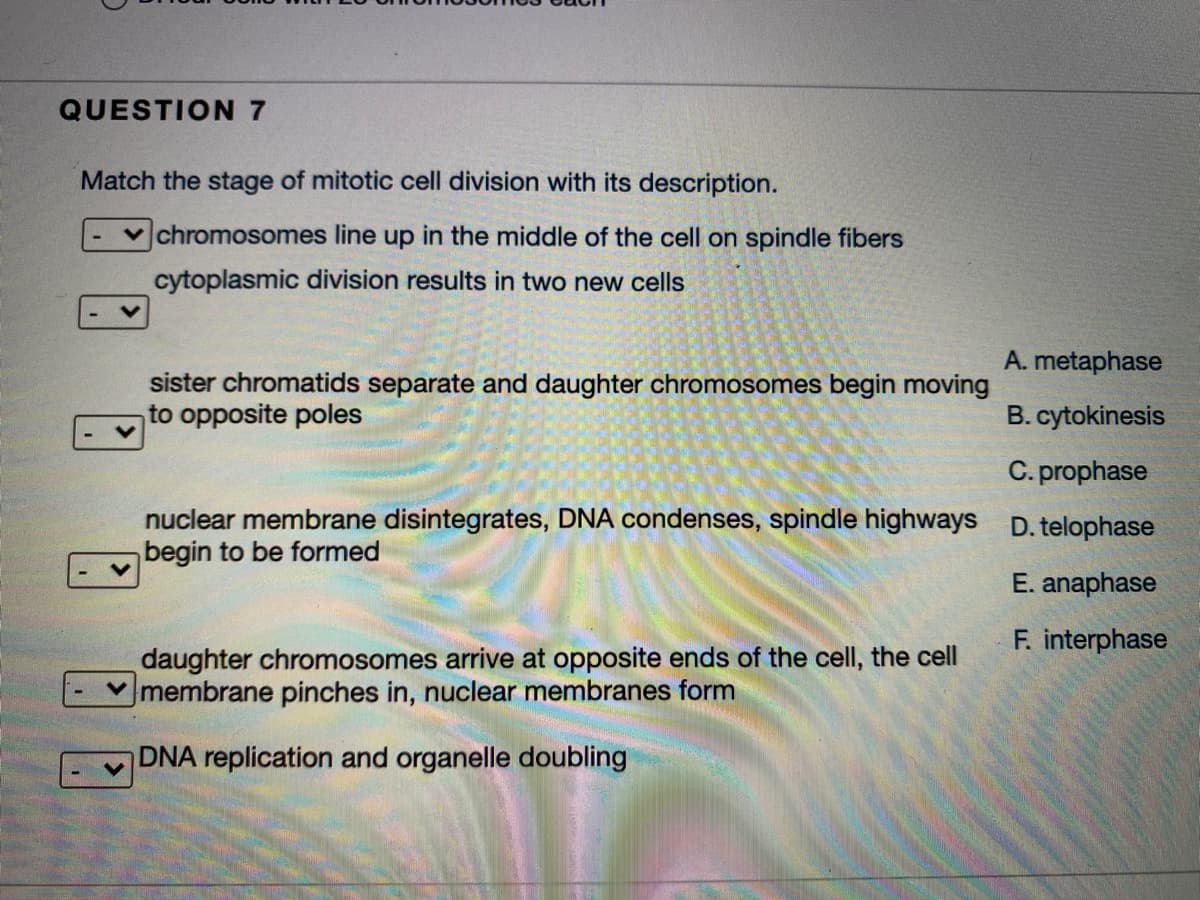 QUESTION 7
Match the stage of mitotic cell division with its description.
v chromosomes line up in the middle of the cell on spindle fibers
cytoplasmic division results in two new cells
A. metaphase
sister chromatids separate and daughter chromosomes begin moving
to opposite poles
B. cytokinesis
C. prophase
nuclear membrane disintegrates, DNA condenses, spindle highways
begin to be formed
D. telophase
E. anaphase
F. interphase
daughter chromosomes arrive at opposite ends of the cell, the cell
membrane pinches in, nuclear membranes form
DNA replication and organelle doubling
