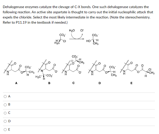 Dehalogenase enzymes catalyze the clevage of C-X bonds. One such dehalogenase catalyzes the
following reaction. An active site aspartate is thought to carry out the initial nucleophilic attack that
expels the chloride. Select the most likely intermediate in the reaction. (Note the stereochemistry.
Refer to P11.19 in the textbook if needed.)
O
O
A
C
D
OE
-CH₂
H
H₂C™ CO₂
H
B
CO₂
CI
N
H₂O Cr
CO₂
H
CO₂
нотум
CH3
D
CO₂
five
N
E
CH₂