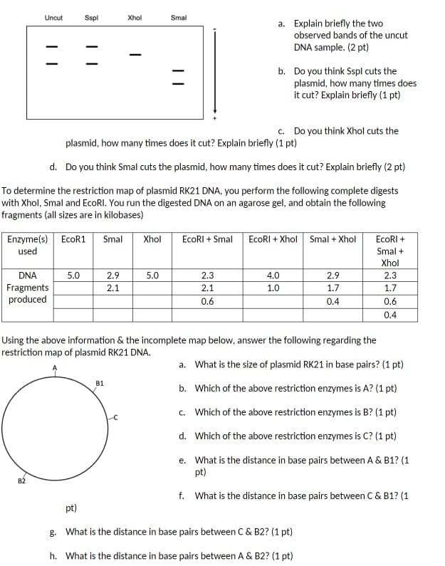 Uncut
-
DNA
Fragments
produced
B2
Sspl
Enzyme(s) EcoR1 Smal
used
-
5.0
plasmid, how many times does it cut? Explain briefly (1 pt)
d. Do you think Smal cuts the plasmid, how many times does it cut? Explain briefly (2 pt)
To determine the restriction map of plasmid RK21 DNA, you perform the following complete digests
with Xhol, Smal and EcoRI. You run the digested DNA on an agarose gel, and obtain the following
fragments (all sizes are in kilobases)
2.9
2.1
B1
Xhol
-C
Smal
Xhol EcoRI + Smal
5.0
a. Explain briefly the two
observed bands of the uncut
DNA sample. (2 pt)
2.3
2.1
0.6
b. Do you think Sspl cuts the
plasmid, how many times does
it cut? Explain briefly (1 pt)
c. Do you think Xhol cuts the
EcoRI + Xhol Smal + Xhol
4.0
1.0
Using the above information & the incomplete map below, answer the following regarding the
restriction map of plasmid RK21 DNA.
a. What is the size of plasmid RK21 in base pairs? (1 pt)
b. Which of the above restriction enzymes is A? (1 pt)
c. Which of the above restriction enzymes is B? (1 pt)
d. Which of the above restriction enzymes is C? (1 pt)
e.
What is the distance in base pairs between A & B1? (1
pt)
f. What is the distance in base pairs between C & B1? (1
pt)
g.
What is the distance in base pairs between C & B2? (1 pt)
2.9
1.7
0.4
h.
What is the distance in base pairs between A & B2? (1 pt)
EcoRI +
Smal+
Xhol
2.3
1.7
0.6
0.4